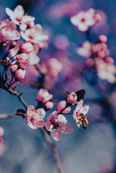 Virágzás és a méh