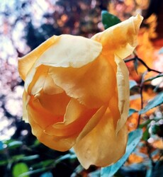 Ilyen fényfürdő még nem volt 