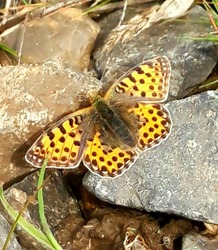 Csalhatatlan