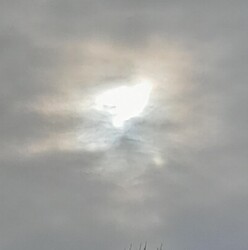 Békegalamb tegnap délelőtt