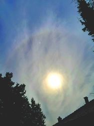 Mai halo