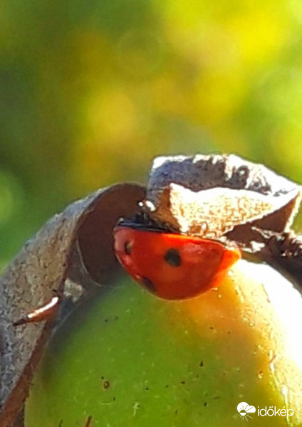 Az élet napos oldala