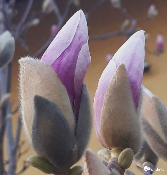 Magnolia