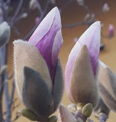 Magnolia