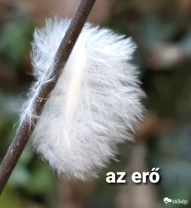 Példamutató