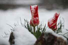 Fagyos tulipán