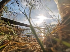 Balatonszőlős