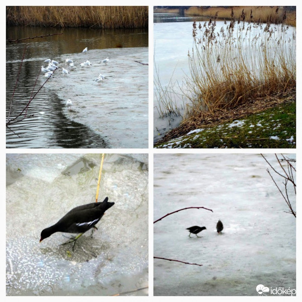 febr.1. lassan olvadozni kezd a jég