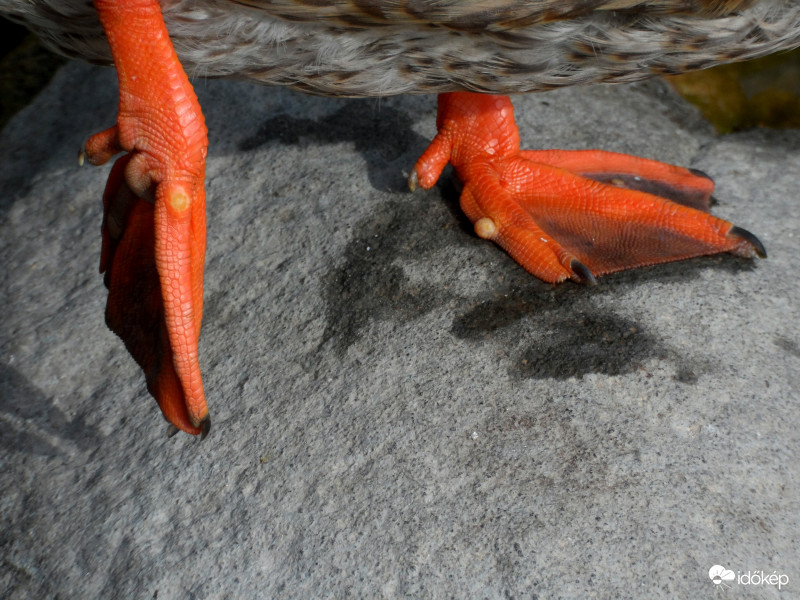 tegnapi