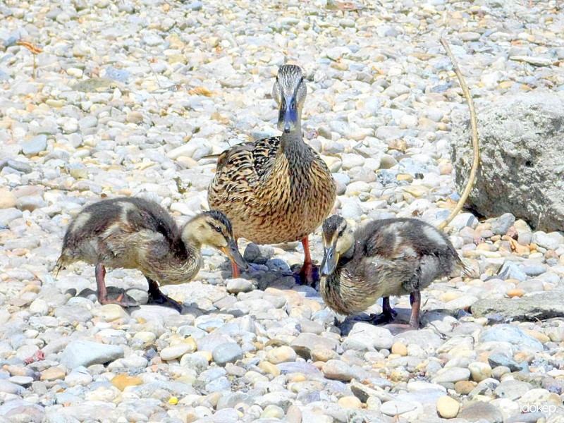 megvagyunk vasárnap is