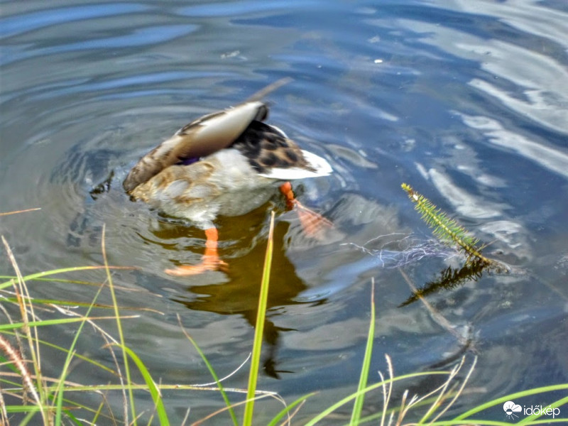 figyellek így is ,nyitva tartom a szemem