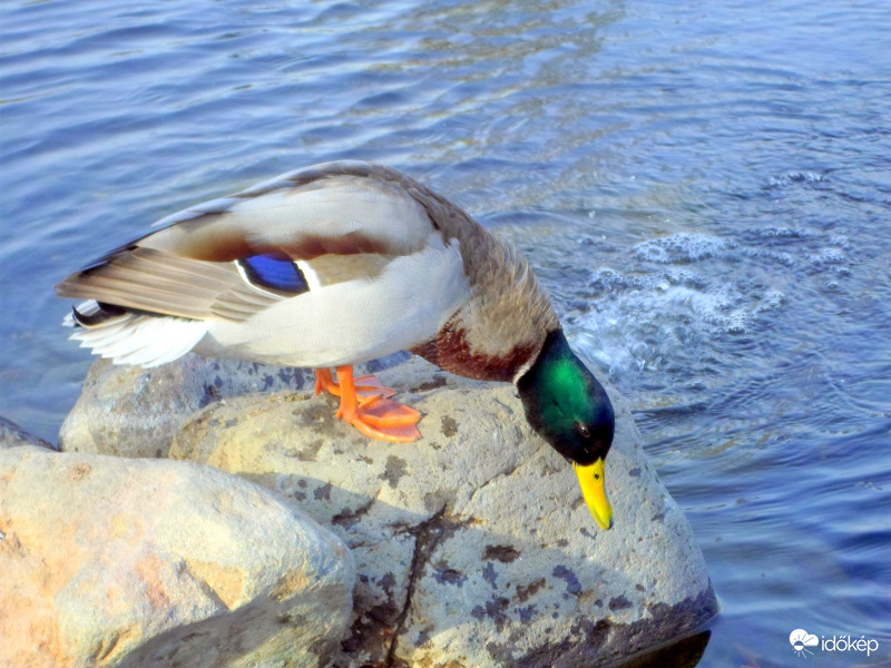 gácsér őszi-téli viseletben