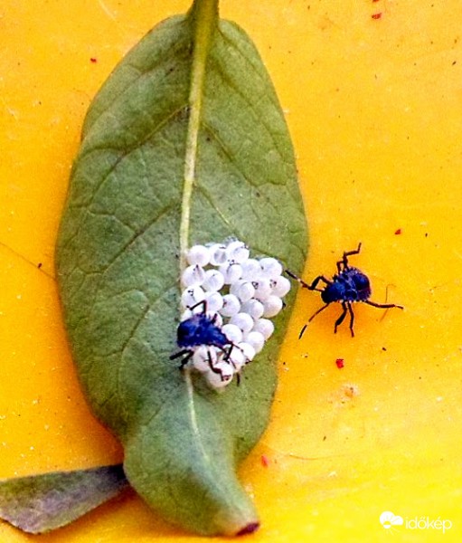 mi lehet? ezen a 2ésfél centis levélen?