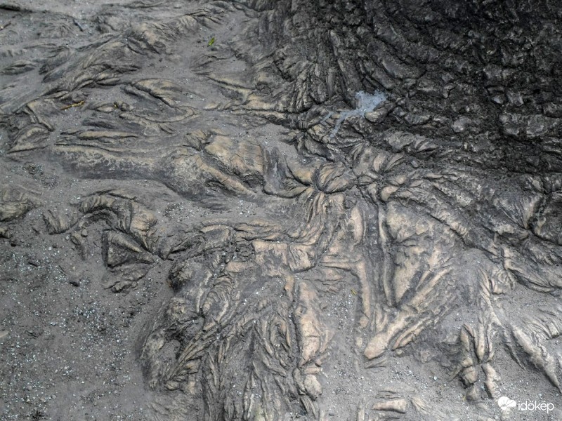 egy fa gyök-törzs mintázata