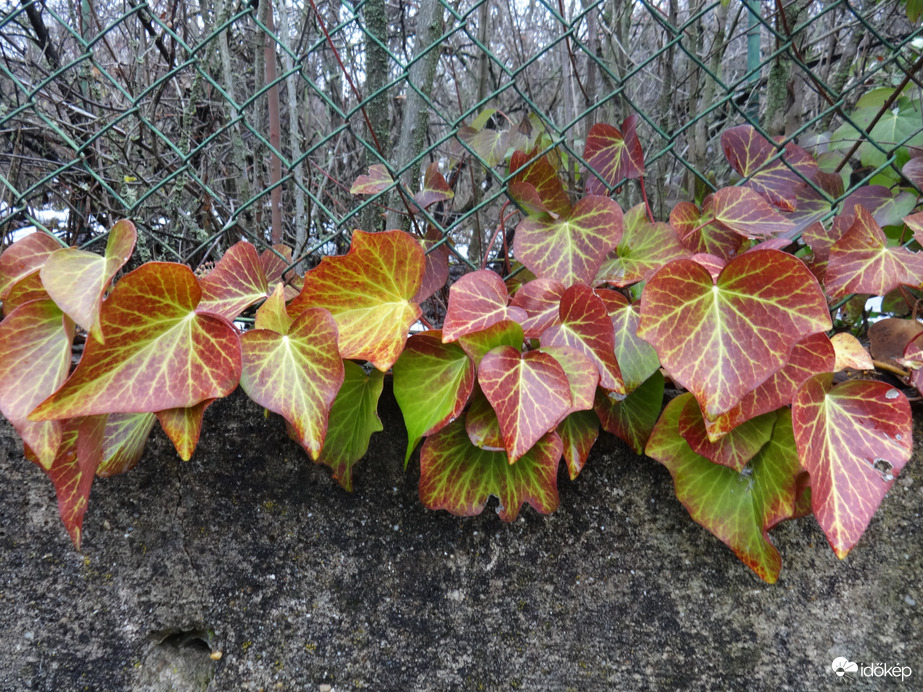 színesedő borostyánlevél