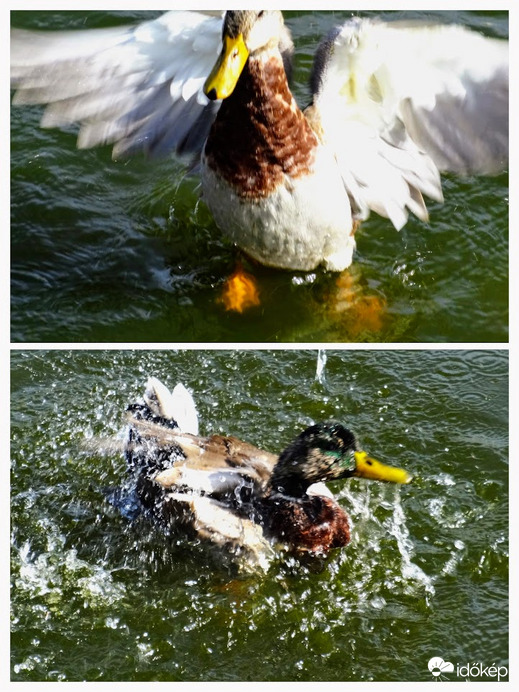 pancsoló kacsák élvezik a jó időt