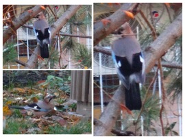 Örülök neki. bár  a fotó vaacak lett