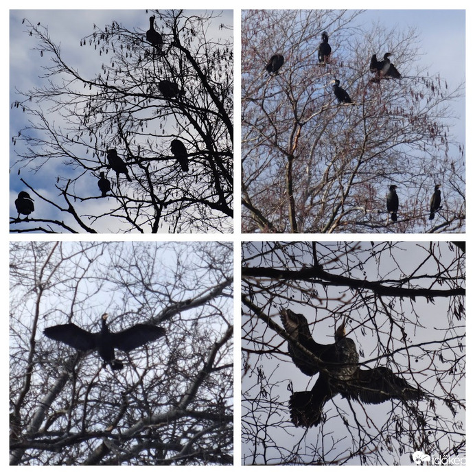 kormoránok a Feneketlen tónál