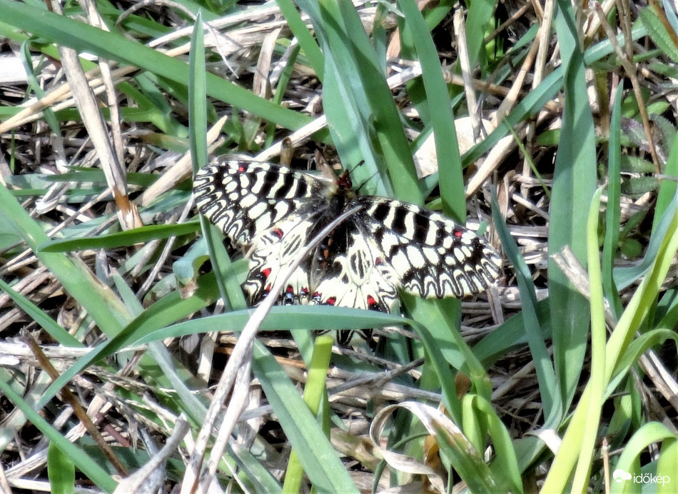 farkasalma lepke