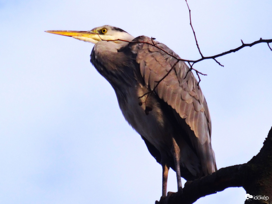 törpegém a napozófán