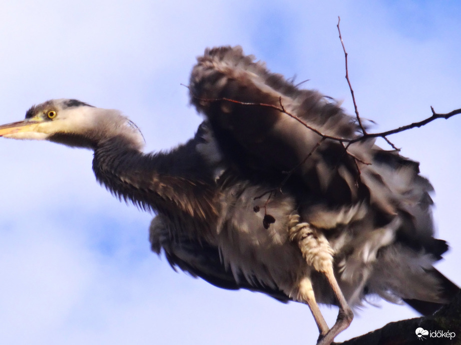torzonborzra rázta magát