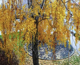 Nyírfa túlélte a forró nyarat