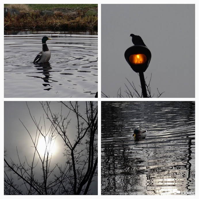 délután gyengélkedő napocska