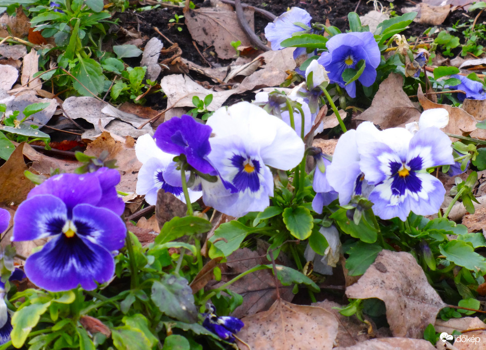  jól érzik magukat az enyhe télben