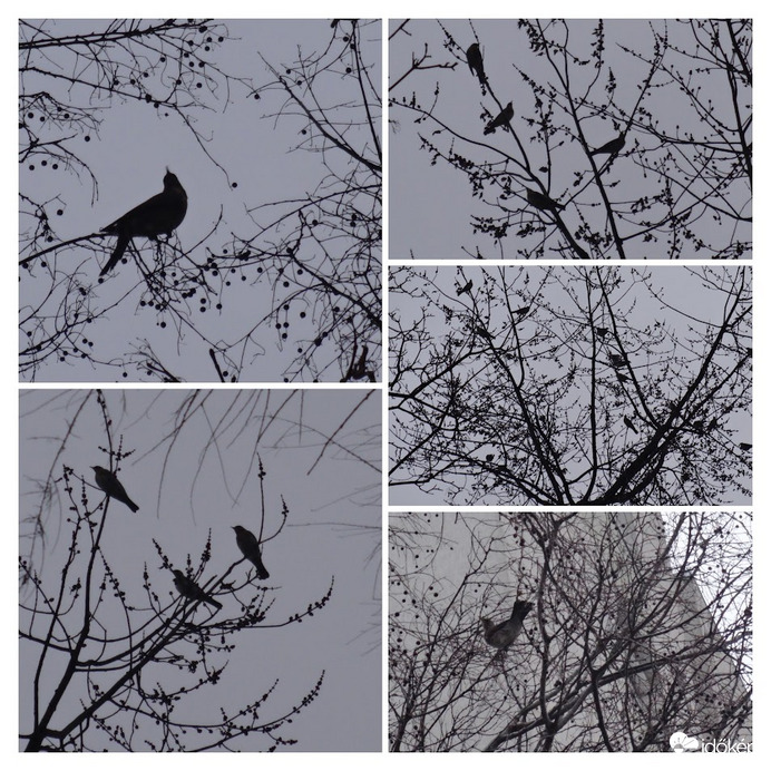 egy átvonuló csapat ezekből a  nem látszó madarakból