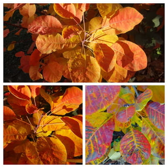 cserszömörce színei