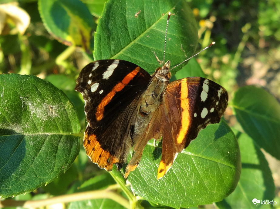 viharvert atalanta