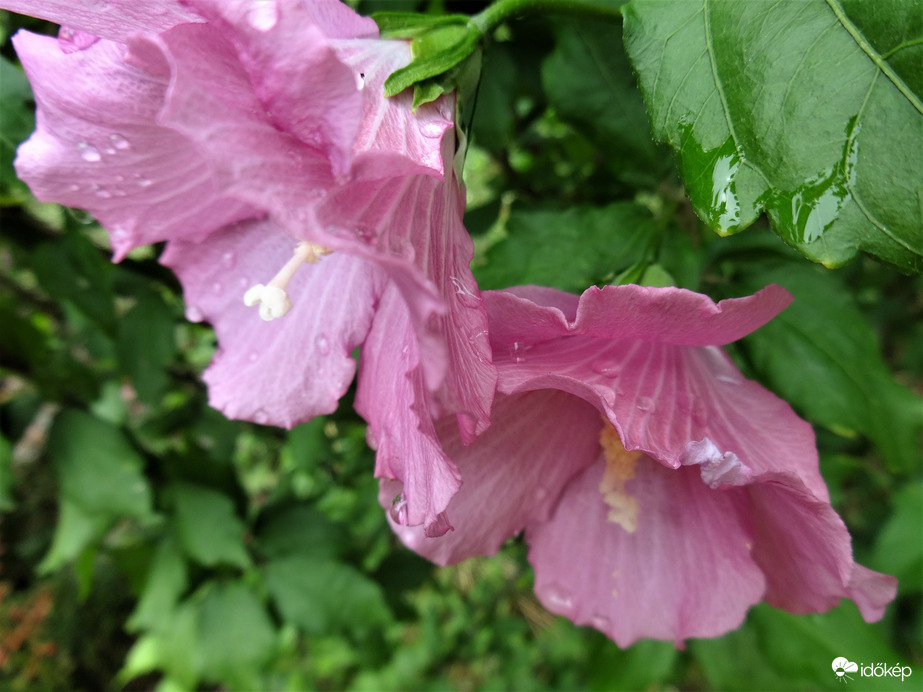 mályvacserje,hibiszkusz virág