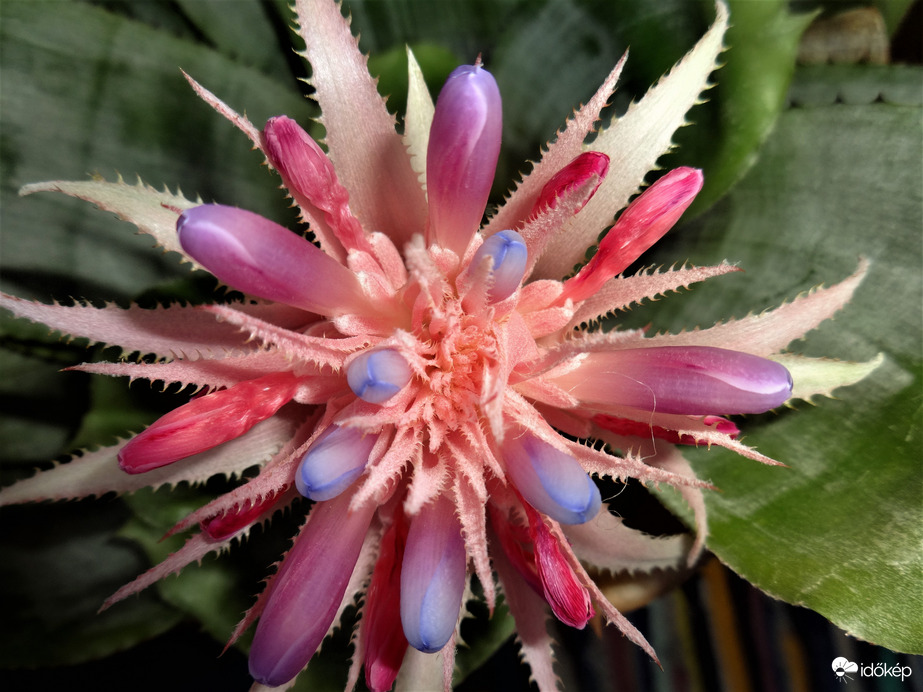 lándzsarózsa(aechmea)