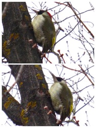 rég nem látott zöld küllő