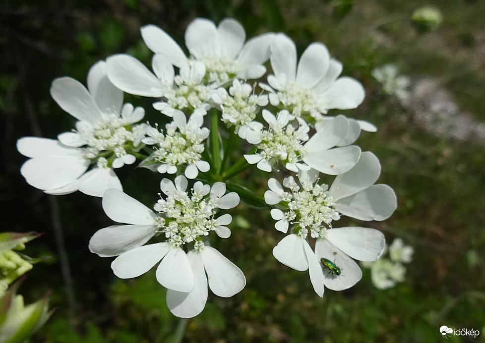 rlay turbolya