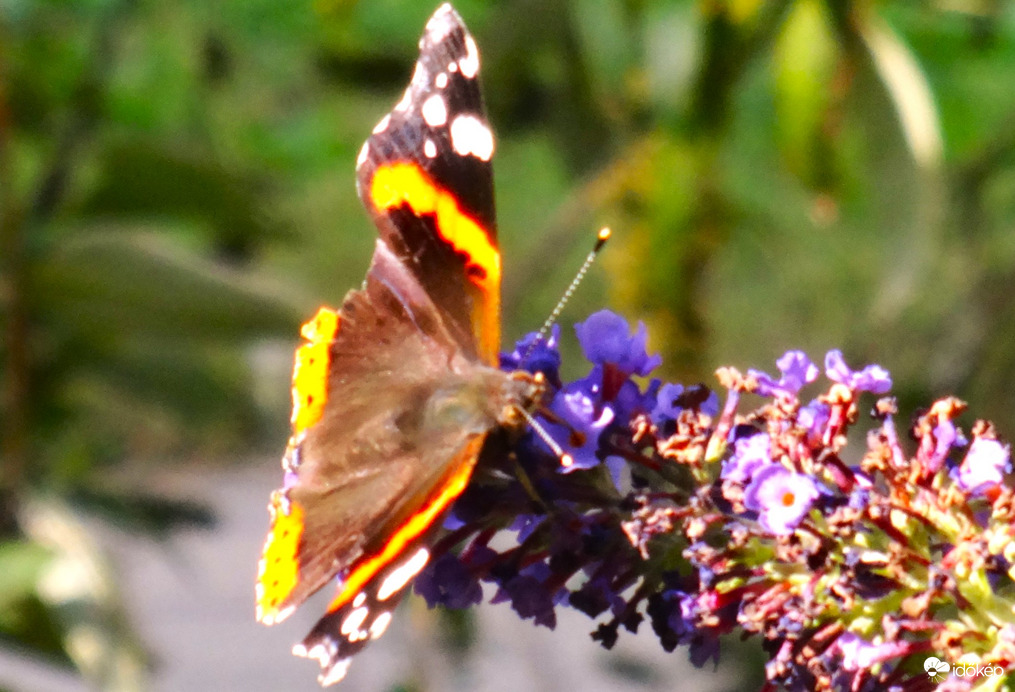 egy ágrólszakadt példány ,de legalább ma láttam egyet