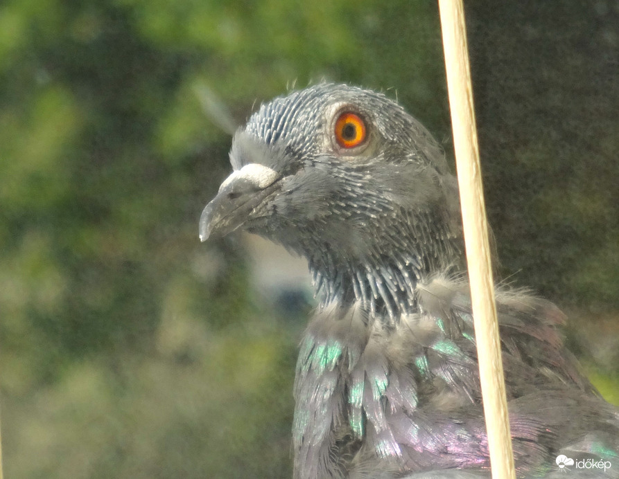 érdeklődőn nézeget