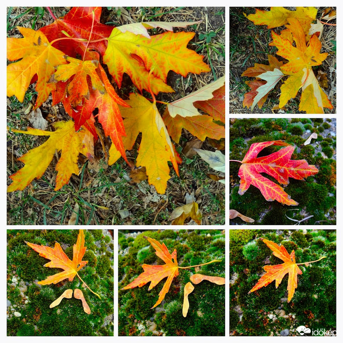 leveleka juharfáról