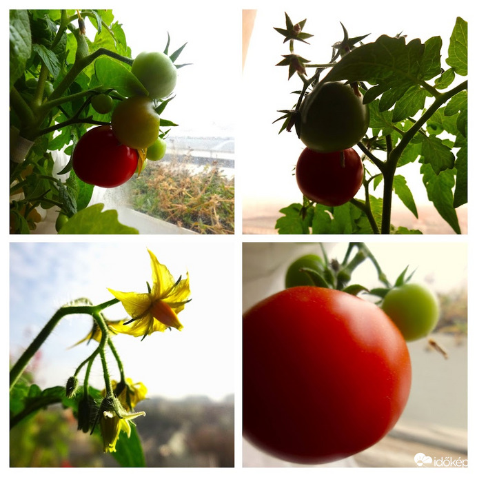 virágzástól(X.23) a mai napig