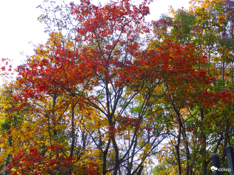 őszi lombok