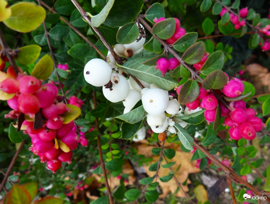 hóbogyó