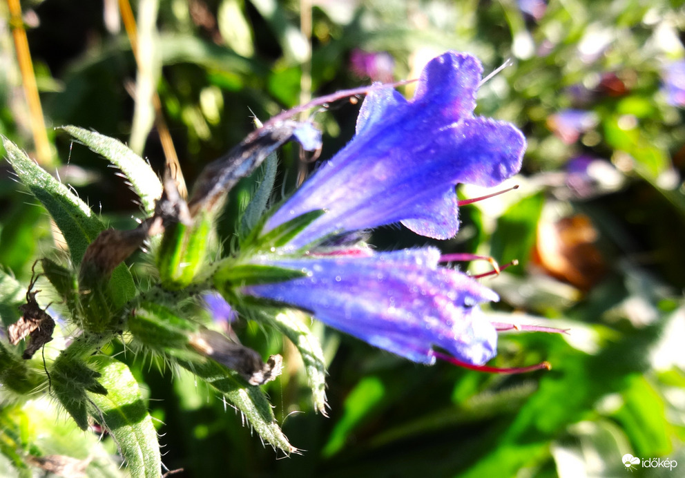 vadvrág november 9.