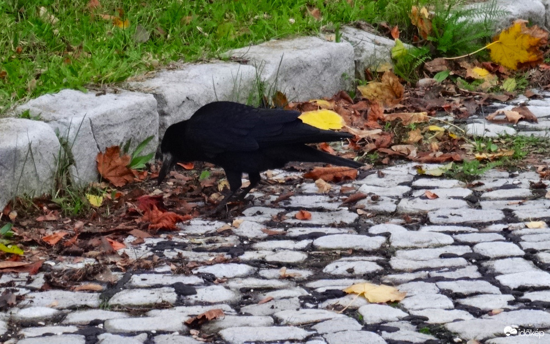 bejöttek a városba a vetési varjak