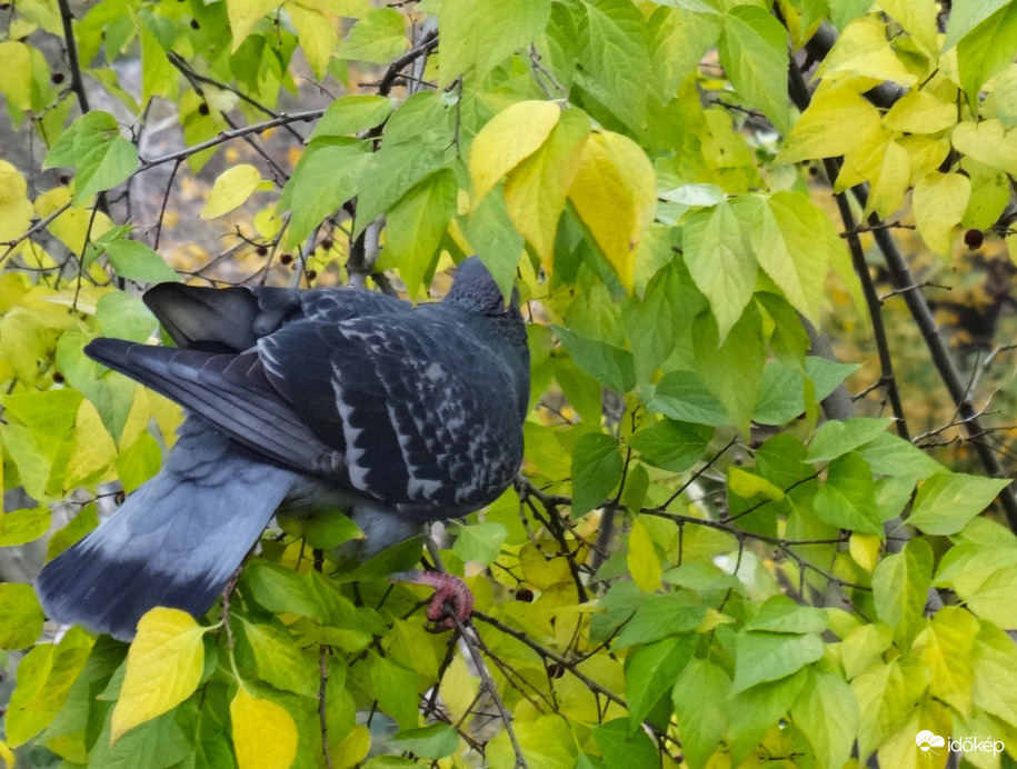ostorfán csemegéző