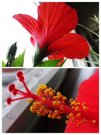 hibiscus szobanövény