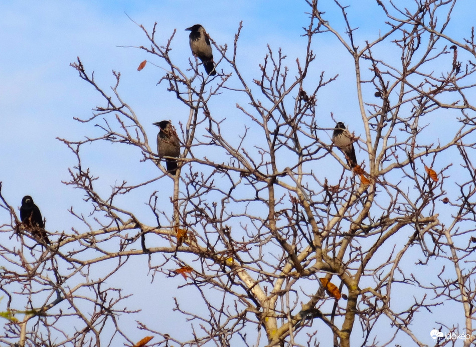 napozó dolmányosok
