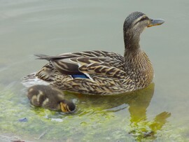 kmo fotója