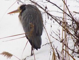 szürke szürke időben