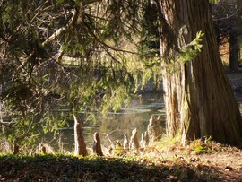 mocsárciprus léggyökerek