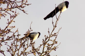napozó szarkák a magasban